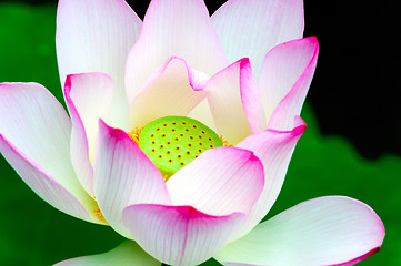 Image showing Close-up of lotus flower