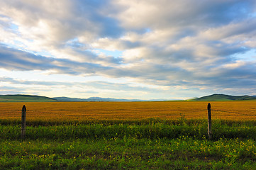 Image showing Wheat field in grassland