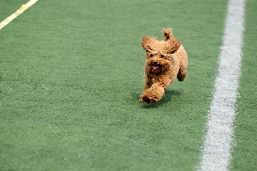 Image showing Little toy poodle dog running