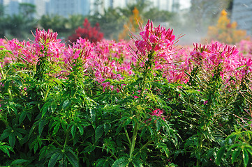 Image showing Flowers in garden