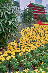 Image showing Flowers in Garden