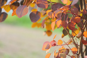 Image showing Colorful leaves