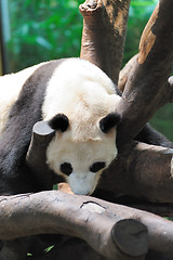 Image showing Giant panda