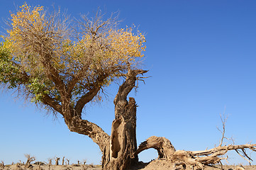 Image showing Dead tree