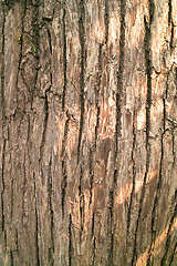 Image showing Pear tree bark