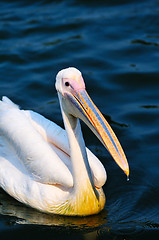 Image showing Pelican bird