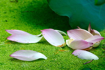 Image showing Fallen petals