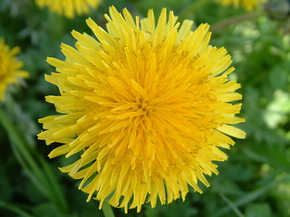 Image showing Yellow Dandelion