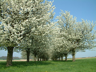 Image showing Apple trees