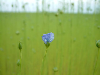 Image showing Blue flax flower