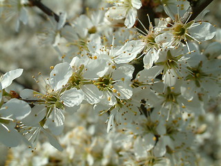 Image showing White flower