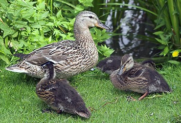 Image showing Mallard