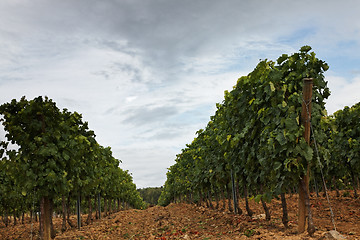 Image showing Vineyard