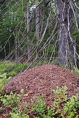 Image showing big anthill in the spruce forest 