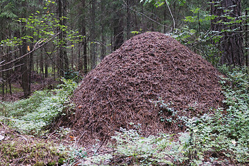 Image showing big anthill in the spruce forest 