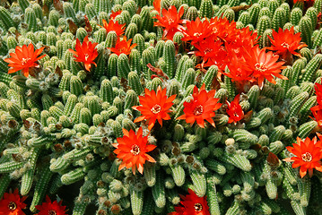 Image showing Cactus red flowers