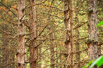 Image showing Pine trees trunk background