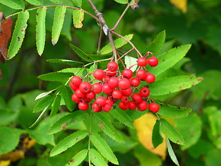 Image showing Rowanberry closeup