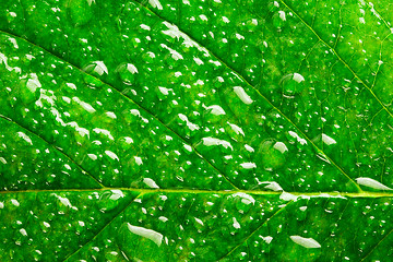 Image showing green leaf 