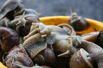 Image showing Snails