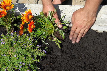Image showing Planting flowers