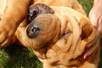 Image showing Adorable shar pei portrait