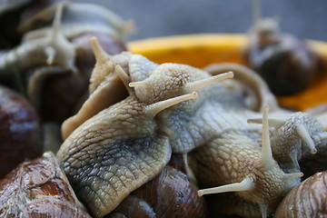 Image showing Snails