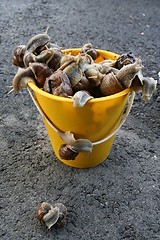 Image showing Snails