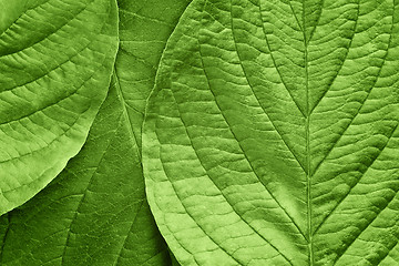 Image showing green leafs