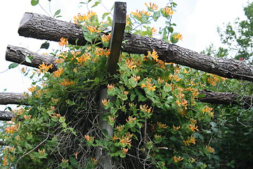 Image showing Yellow-orange honeysuckle