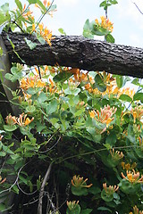 Image showing Honeysuckle