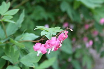 Image showing Bleeding hearts