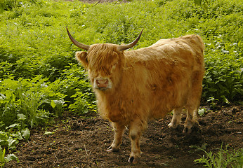 Image showing Young Highland Cow