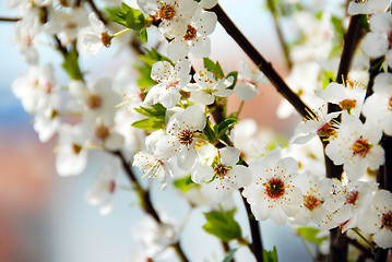 Image showing Blooming plum flowers background