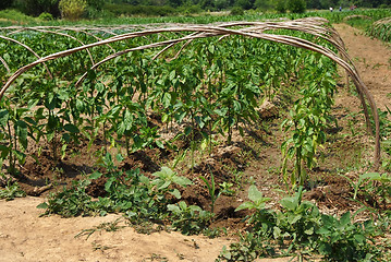 Image showing Growing paprika