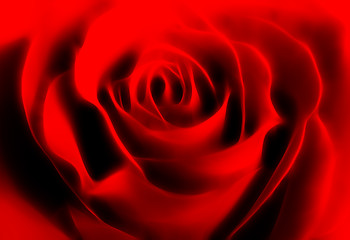 Image showing abstract rose background