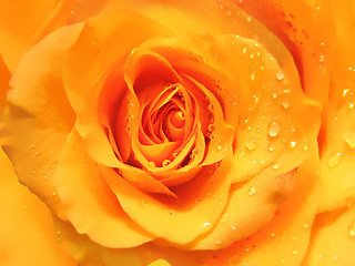 Image showing rose with water drops background