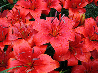 Image showing red lily with raindrops