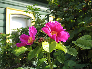 Image showing beautiful flowers of a dogrose