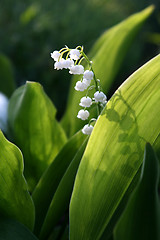 Image showing blooming Lily of the valley flover