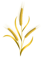 Image showing Wheat isolated on white