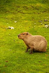 Image showing Capybara