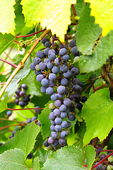 Image showing branch of grapes