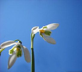 Image showing Snowdrops over blue sky