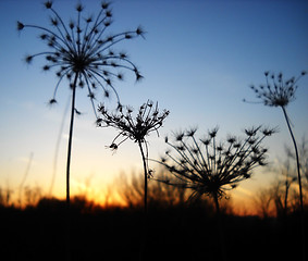 Image showing Dry plants sunset