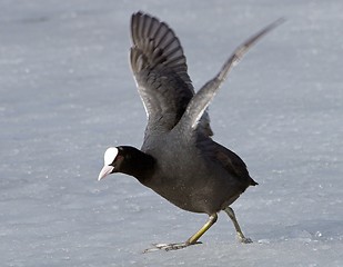 Image showing Common Coot