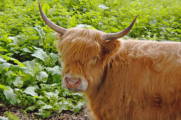 Image showing Highland Cow