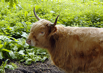 Image showing Highland Cow 2