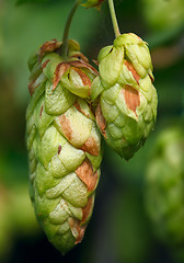 Image showing Hop cone.