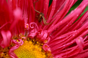 Image showing Spider on the flower.